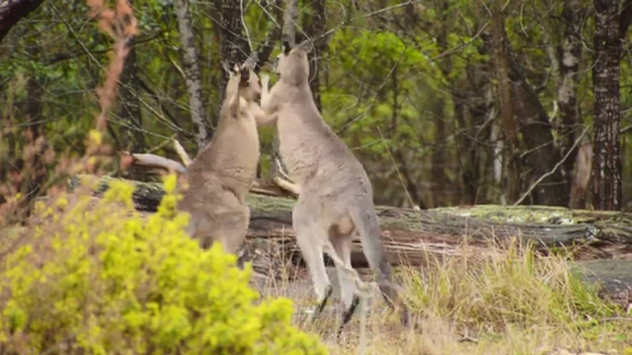 FIGHTING KANGAROO !!!!