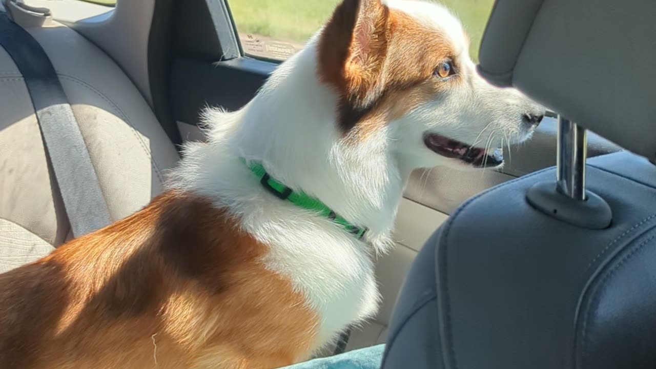 Corgi Road Trip