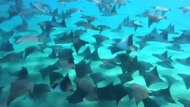 Mobula rays are similar to stingrays, but not the same.