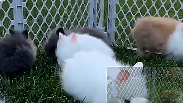 Little rabbit