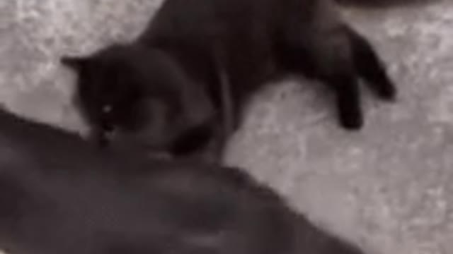 He won't kill her