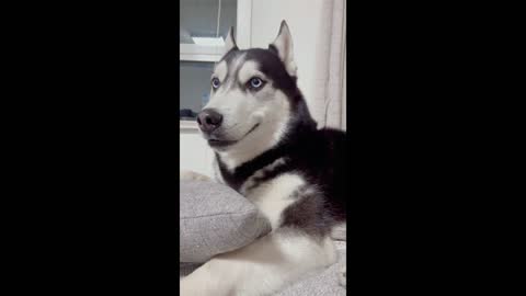 Funny huskies