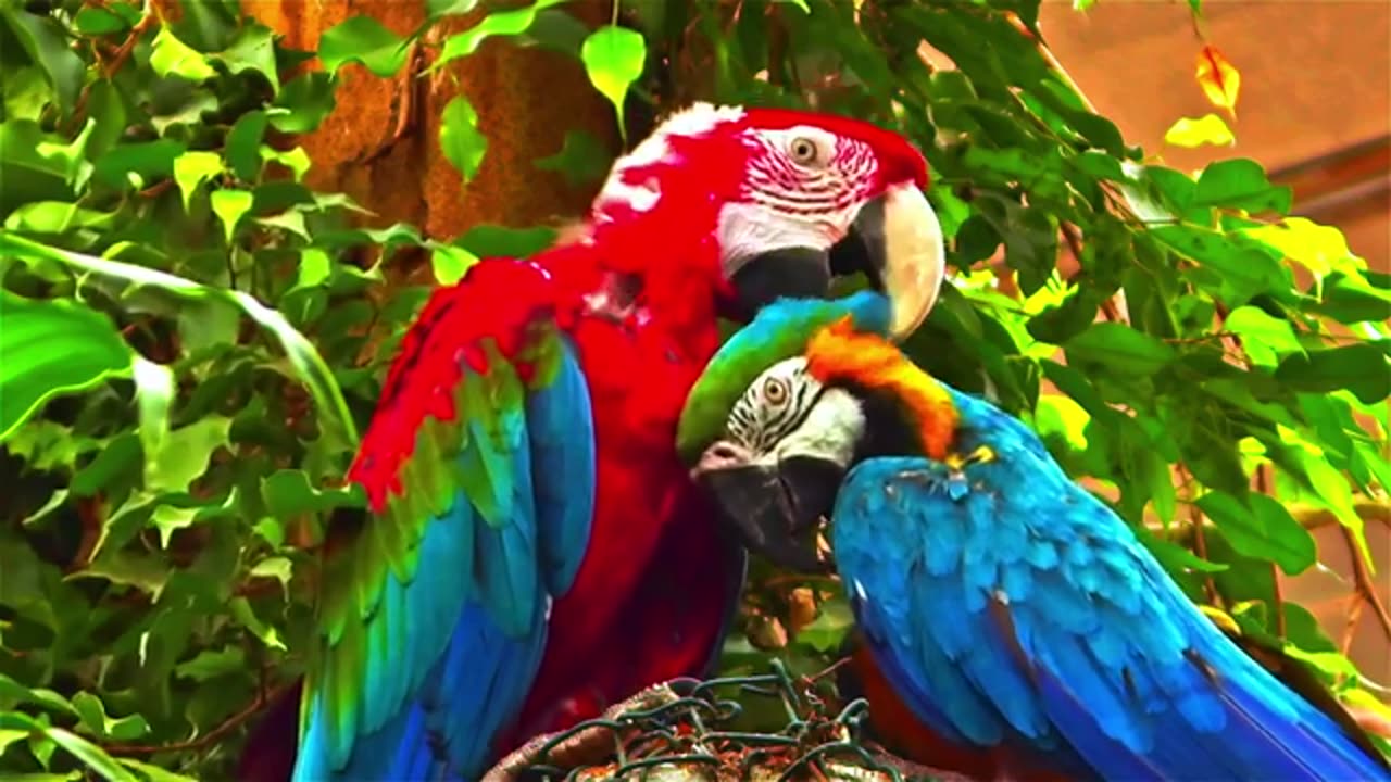 animal life in the wild with relaxing music
