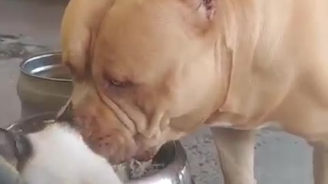 pitbull cat eating feed