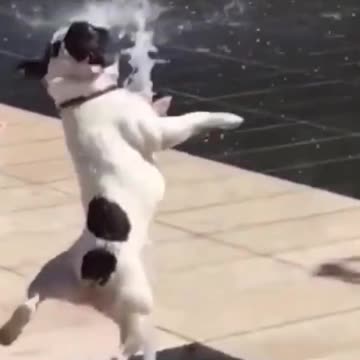 Adorably Cute Kittens & Pups 2021 (2)