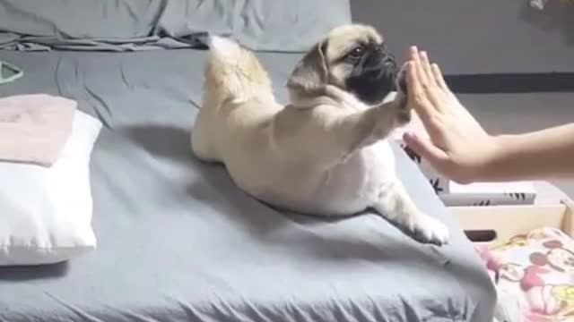 Adorable pug and master high five