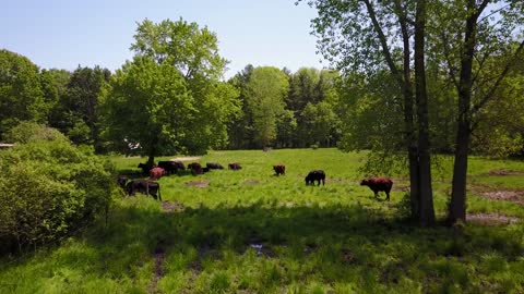 At Creswick Farms, we let nature call the shots!