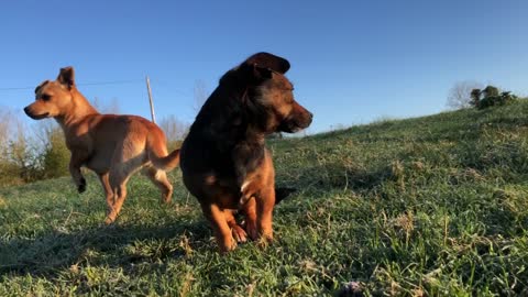 Dogs before breakfast in nature