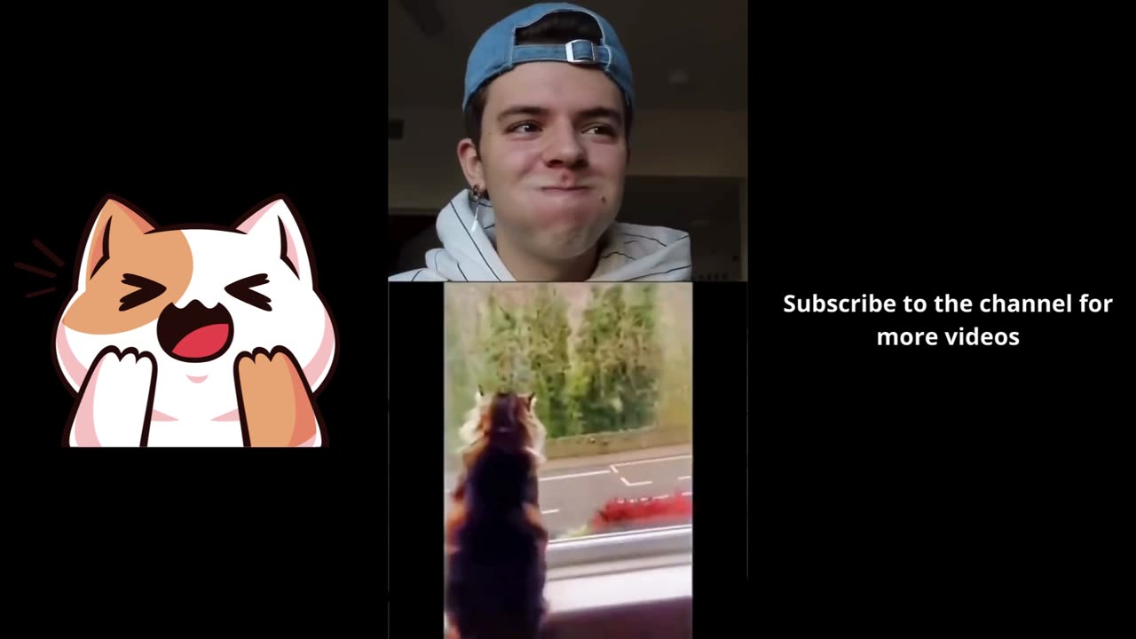 You laugh you Loseš¤š¤£ *funny cats*