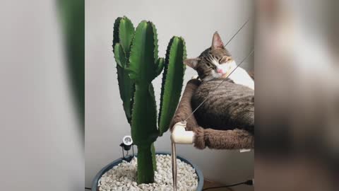 Cute and beautiful cat 😸