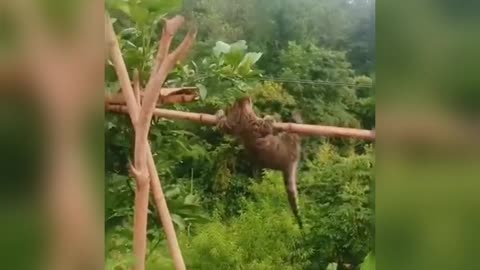 Cat's funny video