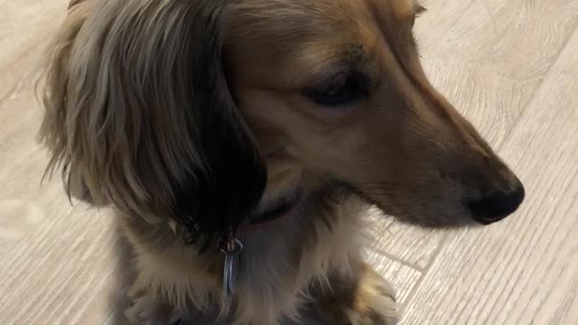 Adorable Burp from a Mini Dachshund