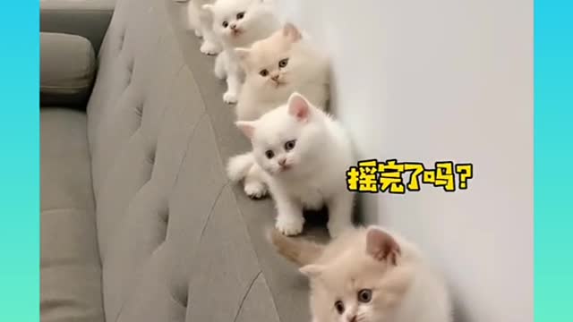 _ Cute and Funny Cat Videos Compilation _