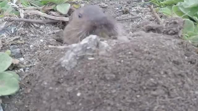 Gopher Digging a Hole SB