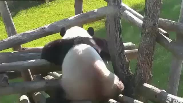 Panda, with frogs funny