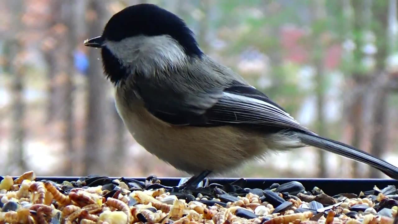 Chickadee