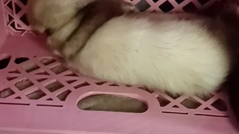 When you find a good back scratcher...you go with it!