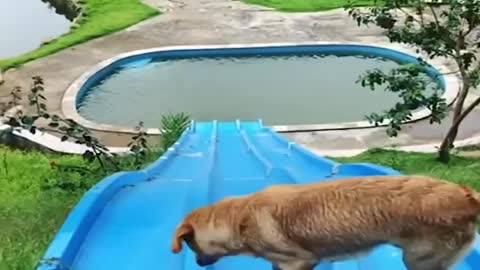 Funniest & Cutest Labrador Puppies #2 - Funny Puppy Videos 2020