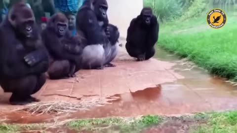 😂🤣 इन जानवरों की हरकत देख हंसी नहीं रुकेगी | Funny Animals moment caught on camera |