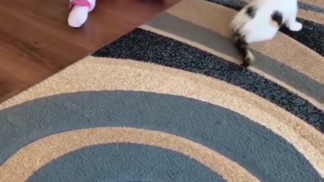 Cats
