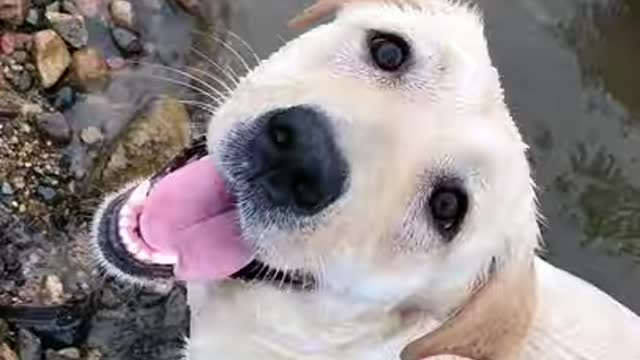 Funniest Dog Videos