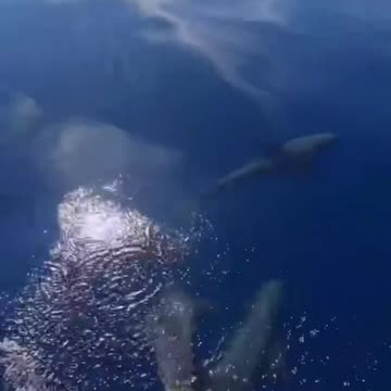 Dolphins 🐬 always like to play and have fun