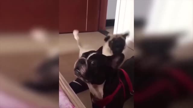 Super Cute And Funny Dogs Will Make You Laugh All Day.