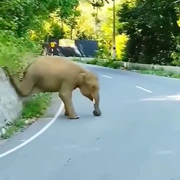 Animal with good scene