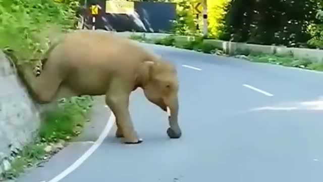 Animal with good scene