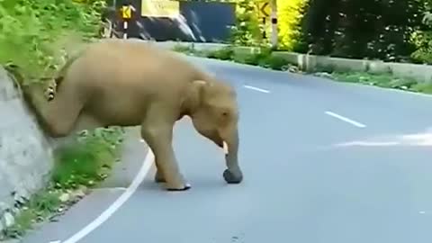 Animal with good scene