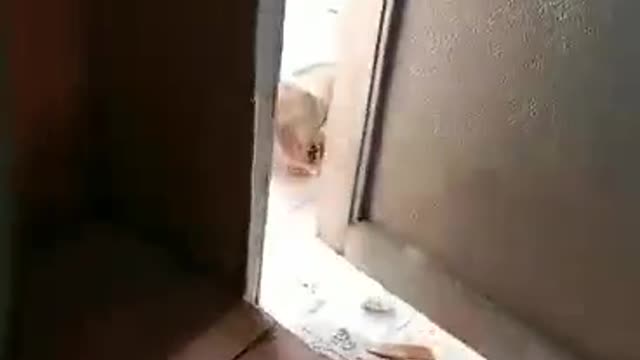 Cats know how to open the door