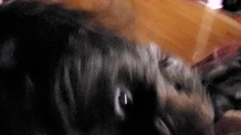 Dog in videos