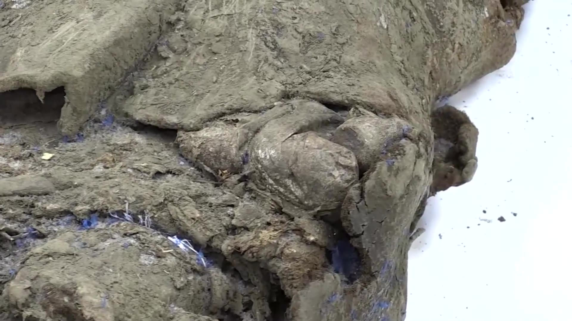 Well-preserved 50,000-year-old mammoth remains found in Siberia