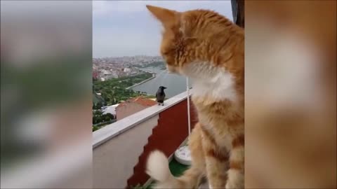 Funny Cat Arguing | Cat Talking English Better Than Me