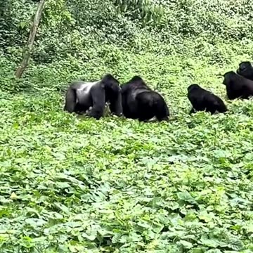 Funny Monkeys make me Happy