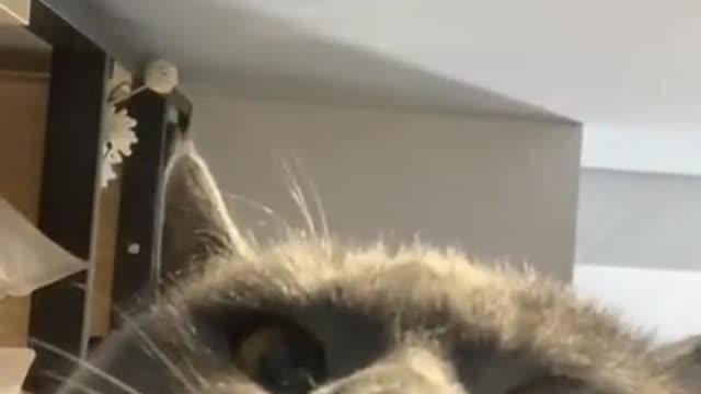 Funny Cats Video Series 12