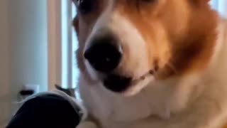 Corgi has an eventful night