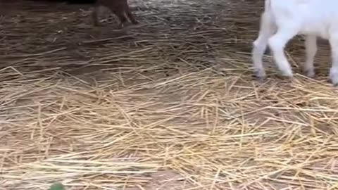 Kind man rescue a stucked tiny lamb ❤️