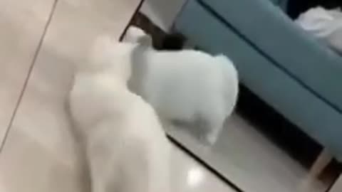 Funny Cats Moves After Seeing Their Self On The Mirror