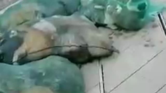 Pets gathered in nets in China.