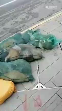 Pets gathered in nets in China.