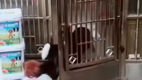 Funny animal video