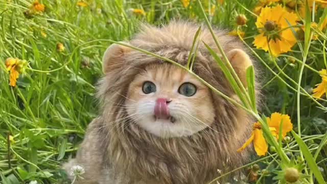 a little lion