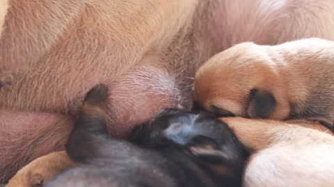 Puppies Feeding From Mother