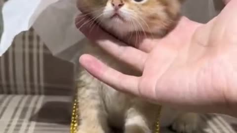 Cat funny video