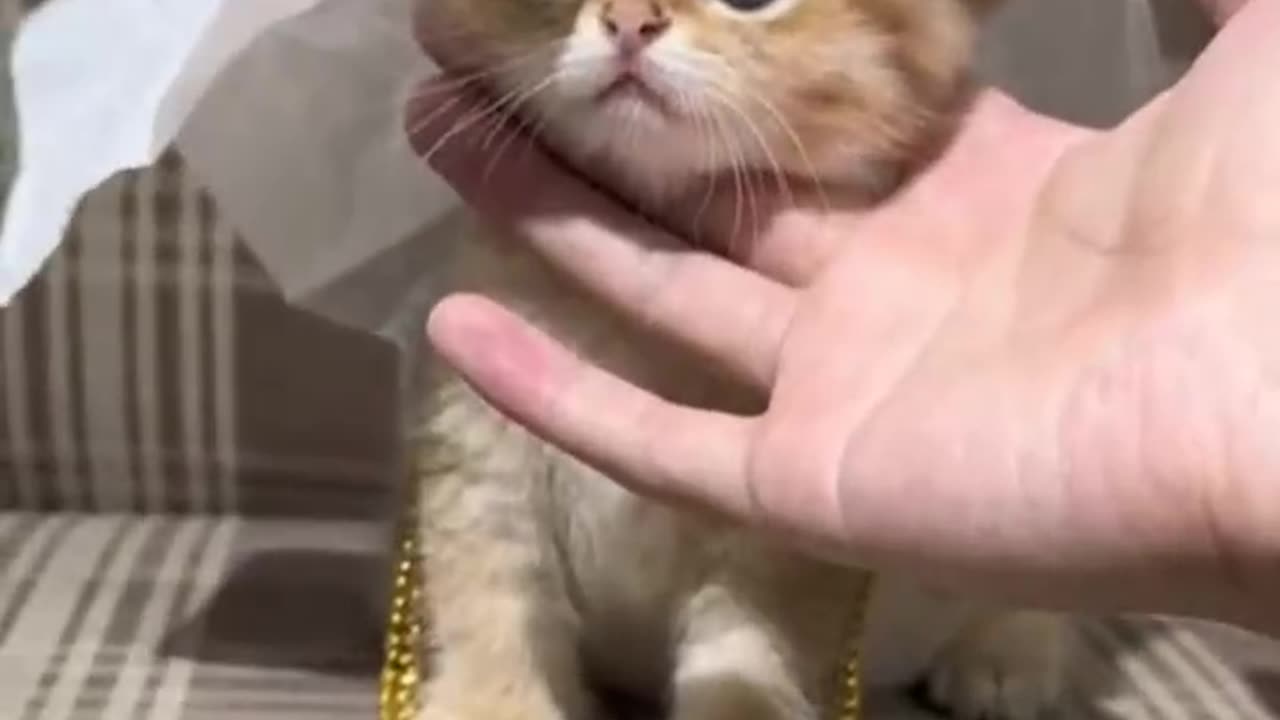 Cat funny video