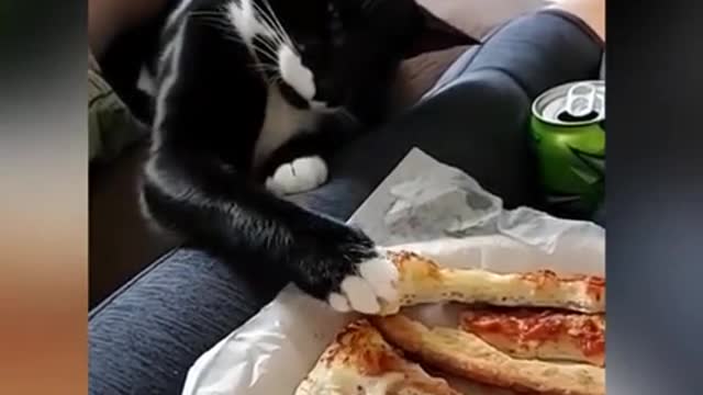 Latest found in funny cats 2021