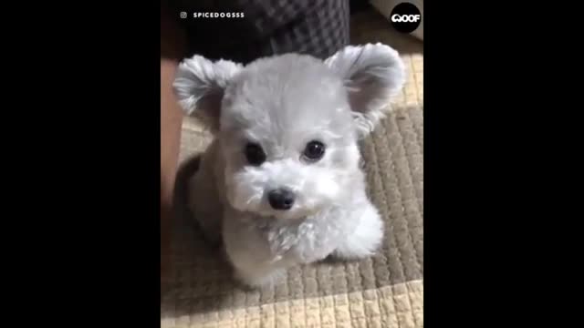 RELAXING VIDEO BY baby cute animals 2020