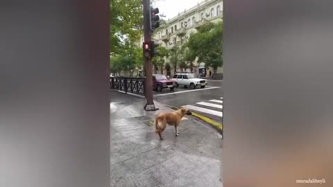 Wow 😮 Reincarnated humans!!! It is inside each dog . Funny dogs 2023