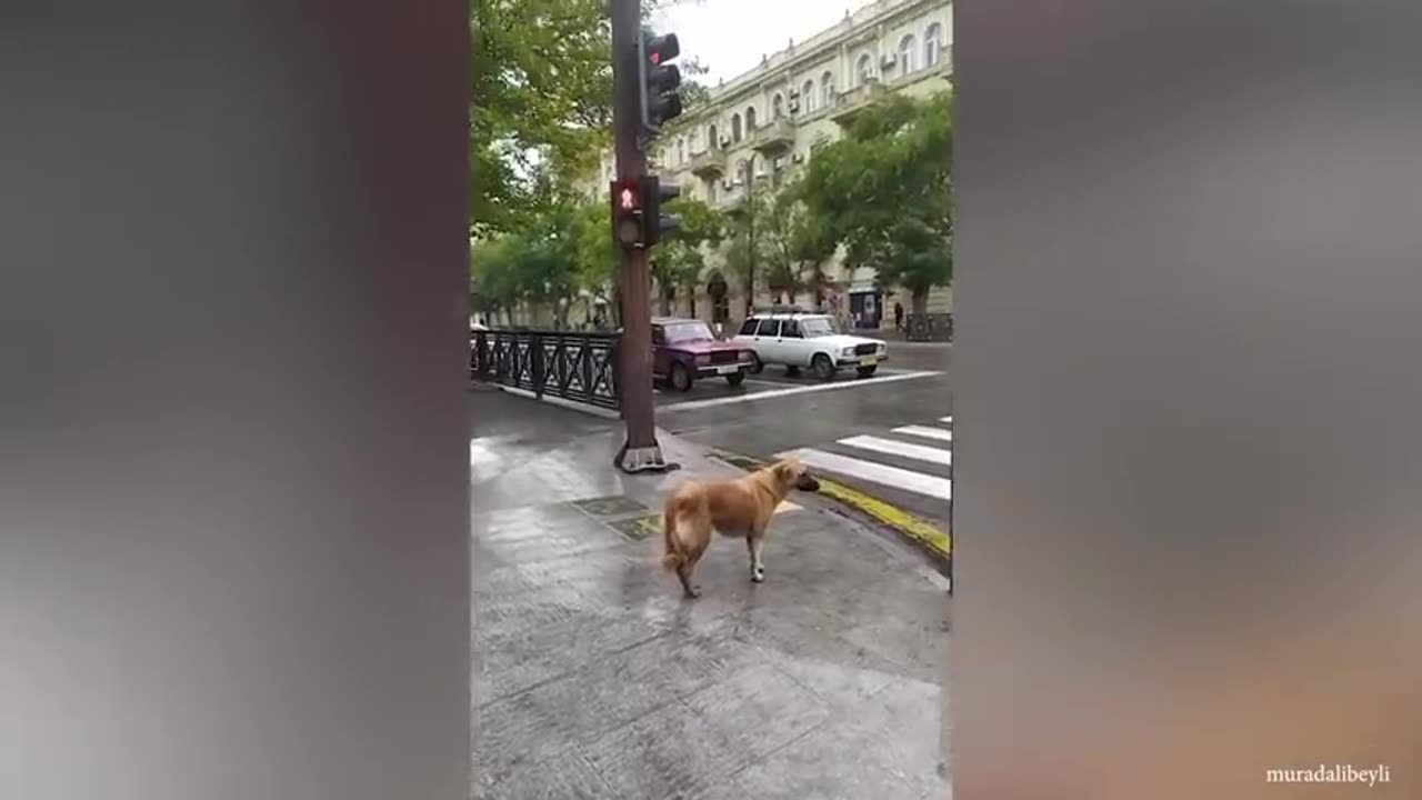 Wow 😮 Reincarnated humans!!! It is inside each dog . Funny dogs 2023